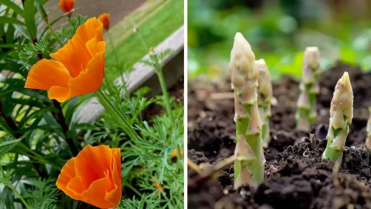 10 Gartenarbeiten im April – Jetzt wird gepflanzt!