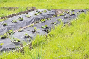 10 Gartentipps für faule Gärtner