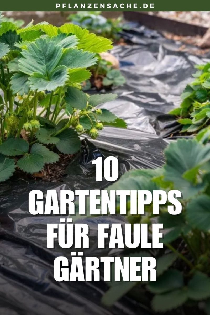 10 Gartentipps für faule Gärtner