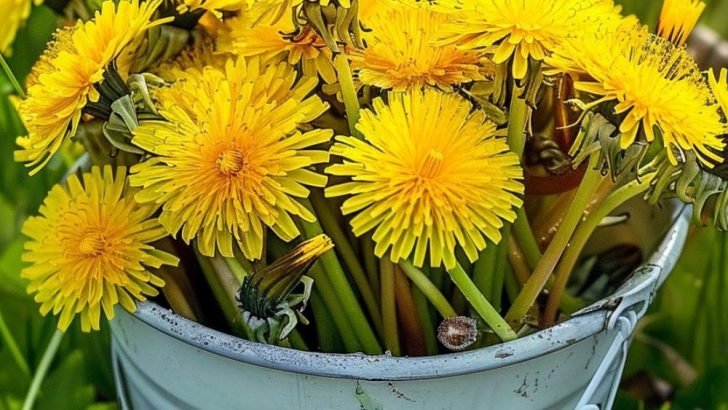 10 Gründe, Löwenzahnblüten zu pflücken, bis die Finger gelb werden