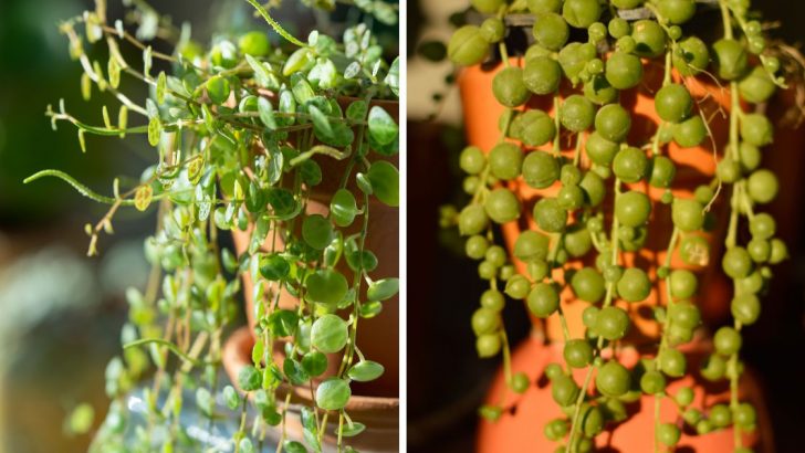 10 beste hängende Zimmerpflanzen für Dekorationen