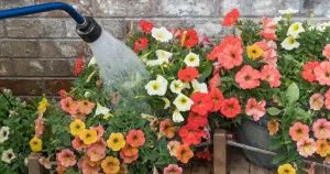 4 Tipps für die richtige Bewässerung von Petunien