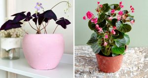 5 Gartenpflanzen, die Sie in Zimmerpflanzen verwandeln können + Tipps für den Umzug nach drinnen