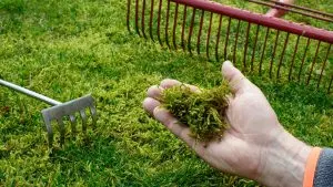 5 Methoden zur Beseitigung von Moos im Rasen