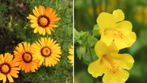 5 neue und ungewöhnliche einjährige Pflanzen, die Sie diesen Sommer in Ihrem Garten ausprobieren sollten