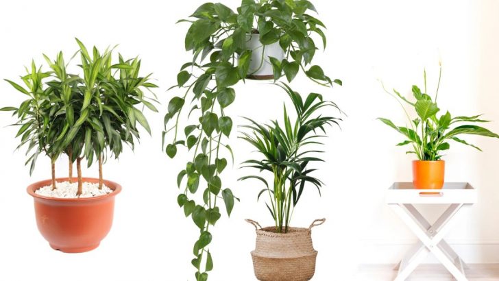 6 Allergie-freundliche Zimmerpflanzen für saubere Luft und ein gesünderes Zuhause