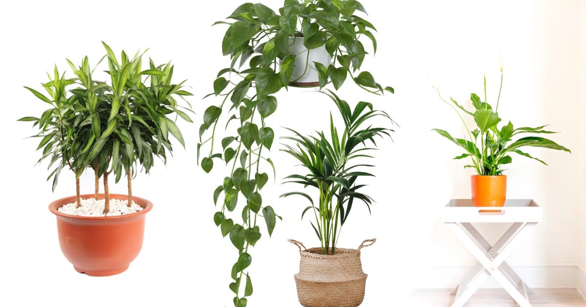 6 Allergie-freundliche Zimmerpflanzen für saubere Luft und ein gesünderes Zuhause