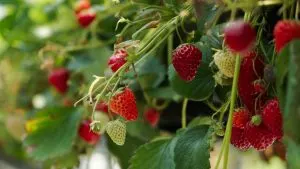 6 Schritte zum Anbau von Erdbeeren aus Erdbeeren