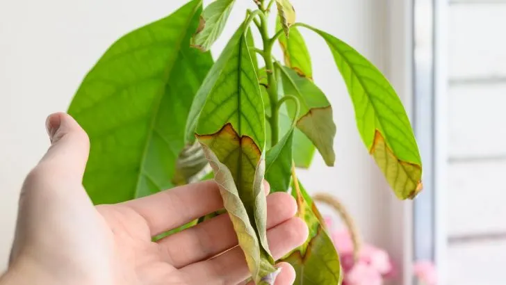 6 beliebte Tipps, die in Wirklichkeit Ihre Zimmerpflanzen zerstören