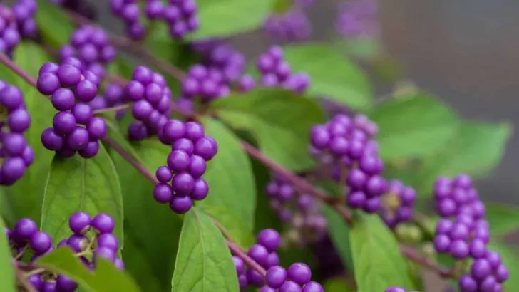 7 Gründe für den Anbau von Schönfrücht in Ihrem Garten