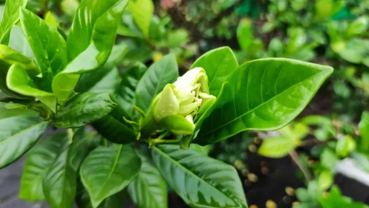7 häufige Gründe, warum Ihre Gardenie nicht so blüht, wie sie sollte