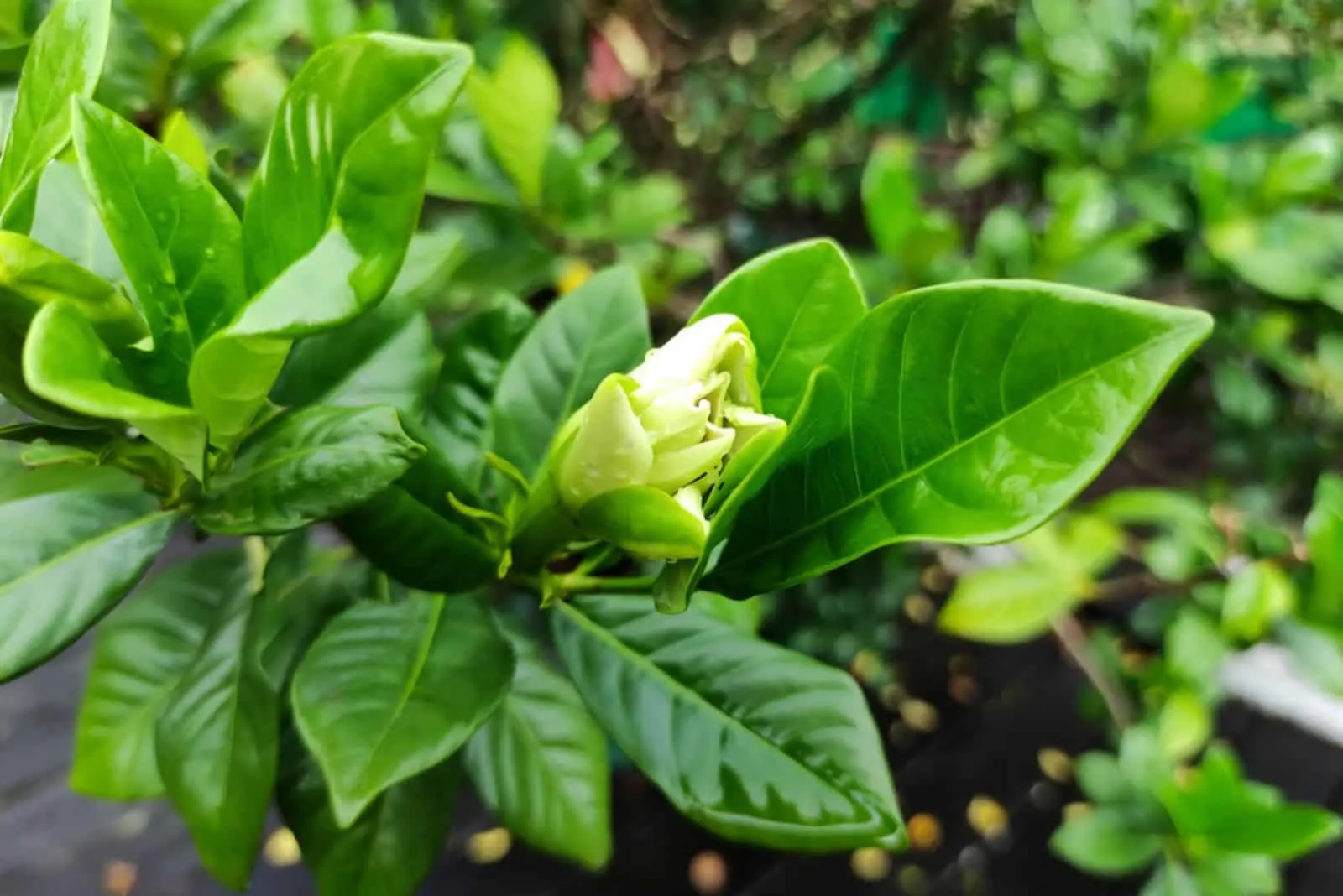 7 häufige Gründe, warum Ihre Gardenie nicht so blüht, wie sie sollte