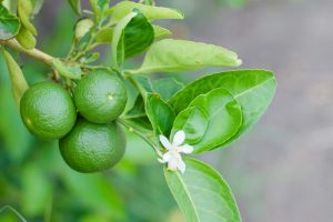 9 Gründe, warum Sie noch unreife grüne Zitronen im Garten haben