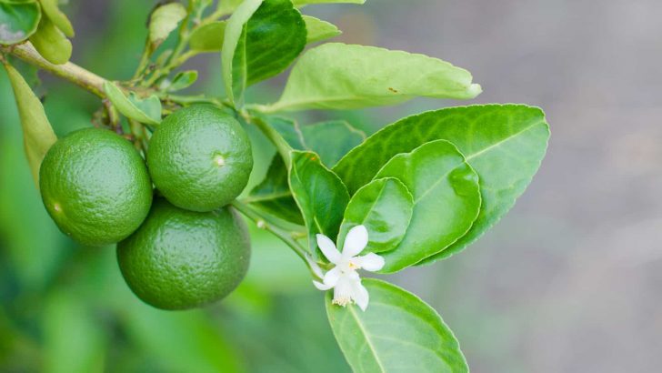 9 Gründe, warum Sie noch unreife grüne Zitronen im Garten haben