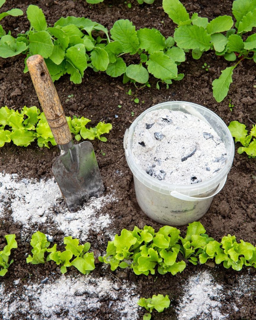 Asche aus Holzfeuern ist das Zauberpulver des Gärtners. Hier ist der