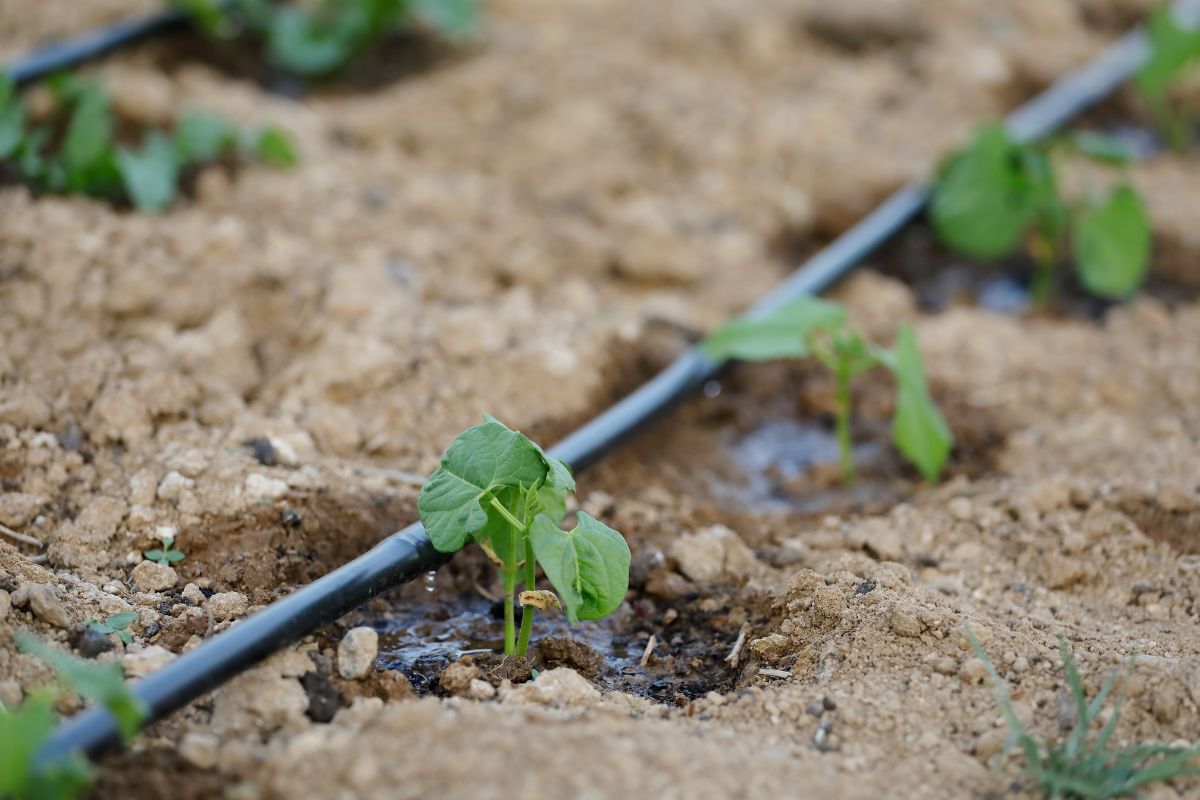 10 Gartentipps für faule Gärtner