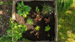 Besetzen Sie jede dunkle Ecke in Ihrem Garten mit diesen 15 schattenliebenden Gemüsesorten