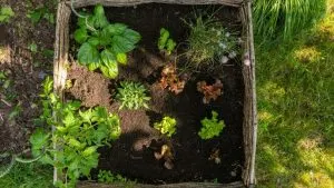Besetzen Sie jede dunkle Ecke in Ihrem Garten mit diesen 15 schattenliebenden Gemüsesorten