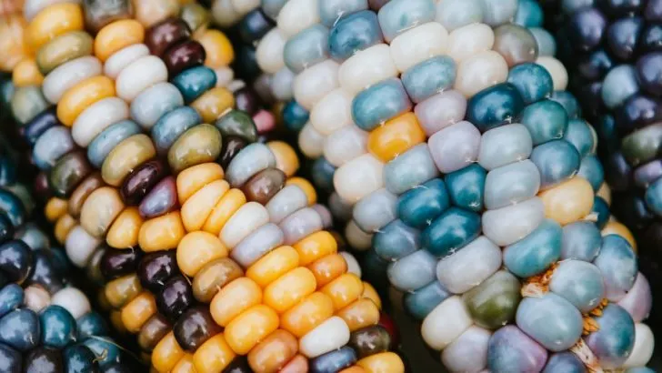 Das ist der “Glasperlenmais” und der schönste Mais der Welt. Noch nie davon gehört? Hier finden Sie alles, was Sie wissen müssen