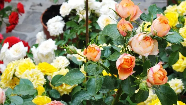 Die Begeisterung für Miniaturrosen blüht unter Gartenfreunden und das ist der Grund