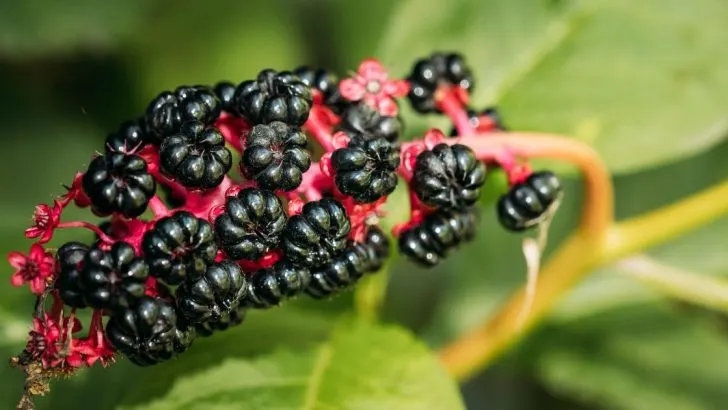 Die giftige Staude, die Sie von Ihrem Garten fernhalten sollten