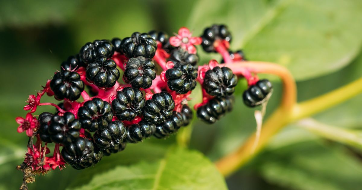 Die giftige Staude, die Sie von Ihrem Garten fernhalten sollten