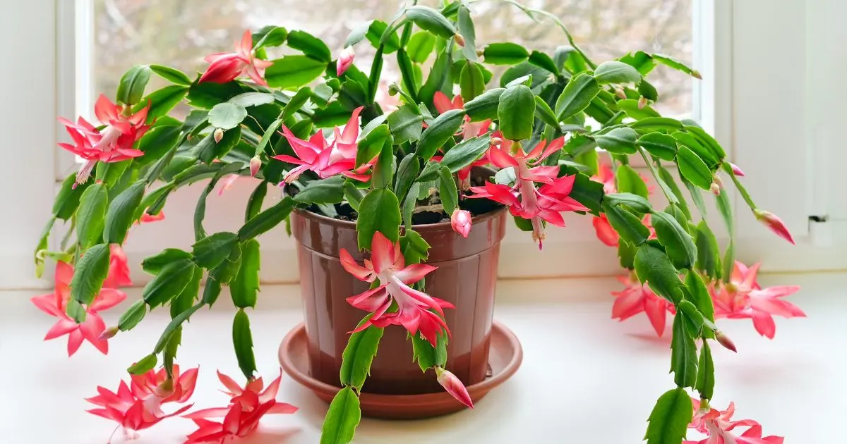 Entdecken Sie, wie Sie endlose Blüten an Ihrem Weihnachtskaktus bekommen