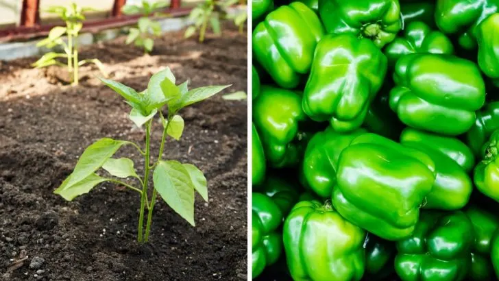 Folgendes müssen Sie wissen, wenn Sie saftige und knackige Paprika anbauen wollen