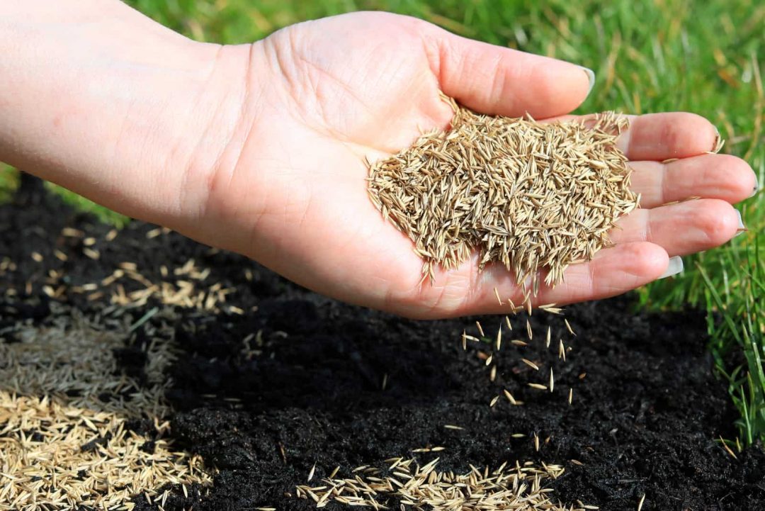 Warum keimt Ihr Grassamen nicht? Hier sind 10 häufige Gründe und