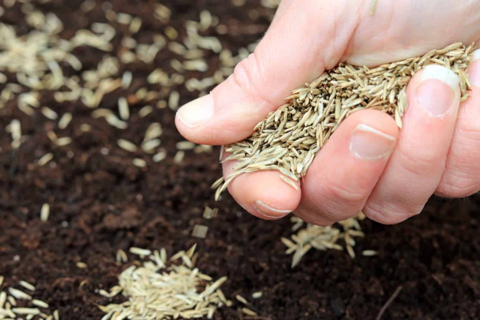 Warum keimt Ihr Grassamen nicht? Hier sind 10 häufige Gründe und