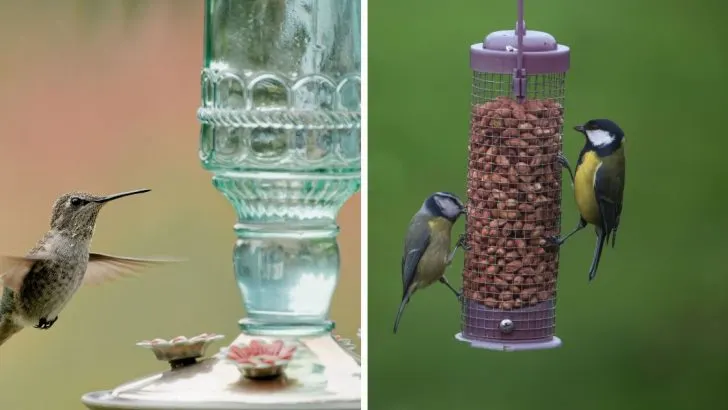 Ist das Aufstellen einer Vogelfutterstelle in der Nähe des Gartens sinnvoll? Meine Mutter sagt, dass man damit nur Probleme hervorruft, aber ich bin mir da nicht so sicher.