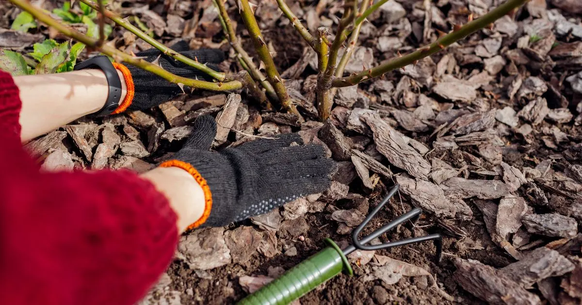 Ist es klug, die Rosensträucher vor April zu mulchen