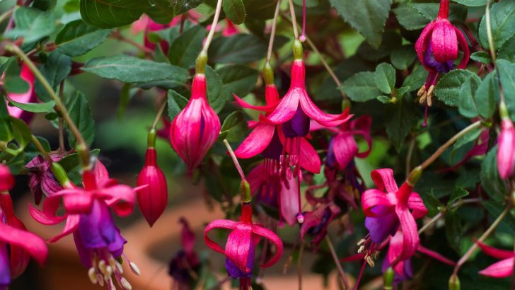 Jetzt ist die beste Zeit für das Zurückschneiden von Fuchsien für mehr tolle Blütenpracht