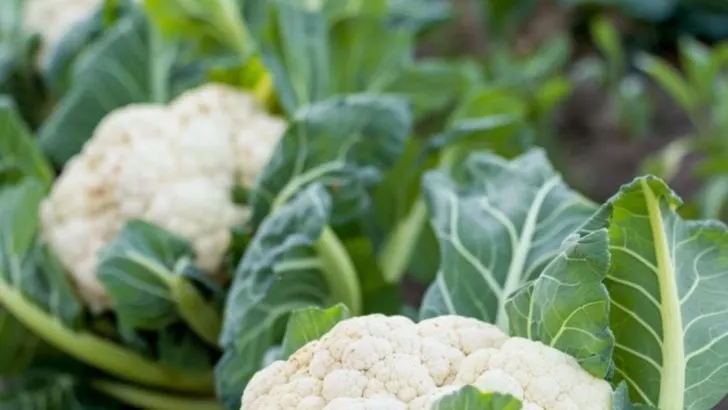 Kaufen Sie keinen Blumenkohl mehr. Mit diesen 10 Techniken können Sie eine reiche Blumenkohlernte erreichen.