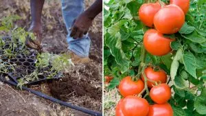 Legen Sie diese 9 Dinge in Ihr Tomaten-Pflanzloch und Sie erhalten die saftigsten und größten Tomaten aller Zeiten