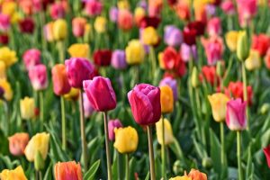 Maximale Frühlingsblüte 9 Ideen für Pflege und Pflanzung von Tulpen