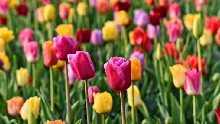 Maximale Frühlingsblüte: 9 Ideen für Pflege und Pflanzung von Tulpen