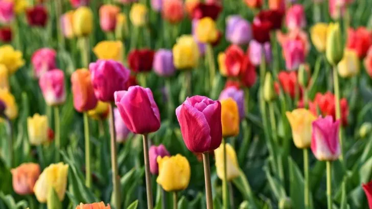 Maximale Frühlingsblüte: 9 Ideen für Pflege und Pflanzung von Tulpen