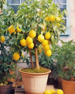 Mit dieser einfachen Methode können Sie Zitronen anbauen, die das ganze Jahr über halten