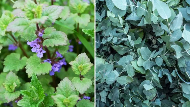 Moskitos hassen diese 10 Gerüche, deshalb sollten Sie sie diesen Sommer unbedingt verwenden