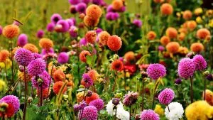 Pflanzen Sie Dahlien an diesen Orten, um einen Blütenreichtum in Ihrem Garten zu schaffen