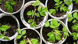 Pflanzen Sie diese 7 Gemüsesorten im April und bringen Sie Ihren Garten auf ein ganz neues Niveau