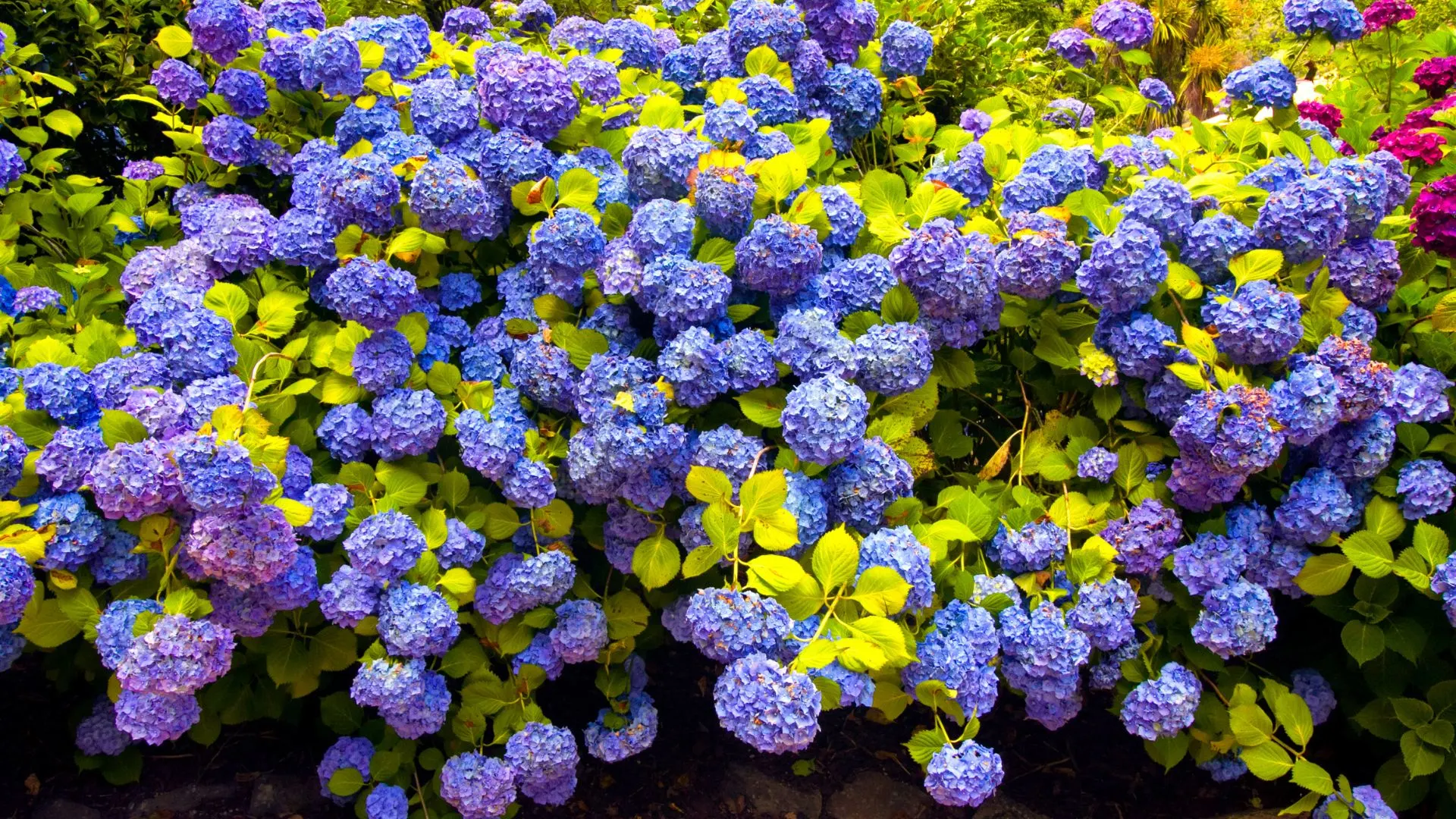 Pflanzen Sie diese Blume neben Ihren Hortensien, um einen atemberaubenden Garten zu erhalten