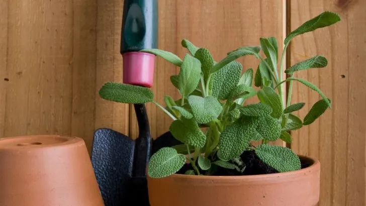 Erhalten Sie den größten Salbeibusch in einem Topf mit dieser klaren und präzisen Anleitung