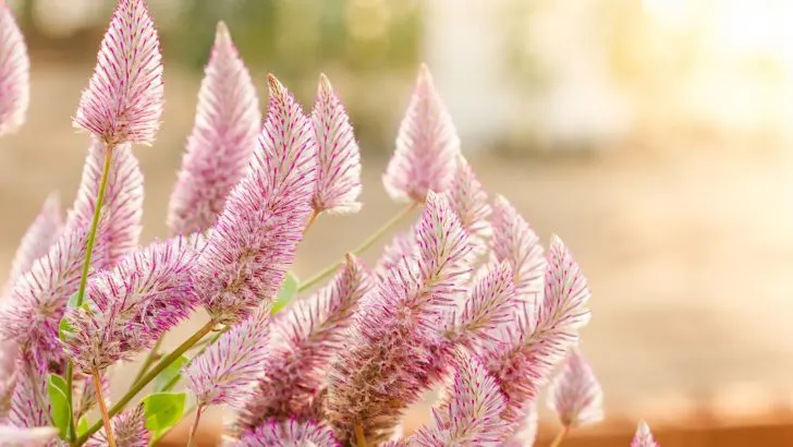 So züchten Sie Ptilotus und erhalten eine wunderbare Blütenpracht