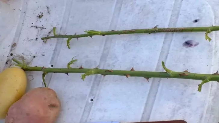 Stecken Sie einen Rosenschnitt in Ihre Kartoffel und erhalten Sie den besten Rosengarten des Sommers
