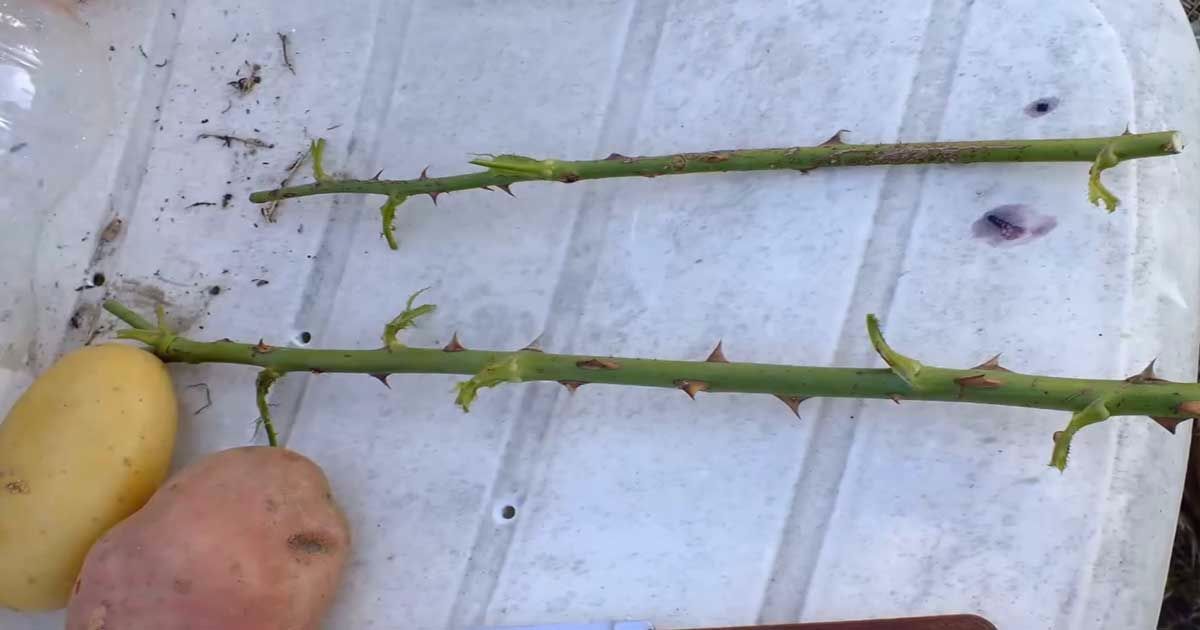 Stecken Sie einen Rosenschnitt in Ihre Kartoffel und erhalten Sie den besten Rosengarten des Sommers