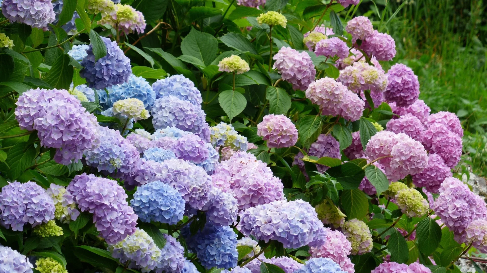 Verdoppeln Sie die Anzahl der Hortensienblüten, indem Sie diese 5 Tipps befolgen