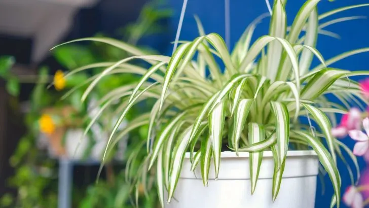 Was ist die einfachste Pflanze, die man im Frühling vermehren kann?