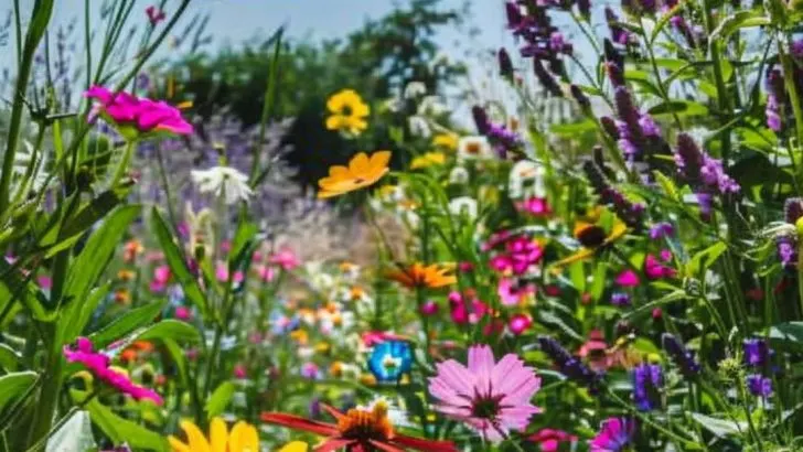 Wenn Sie endlose Sommerblüten möchten, hier sind 10 Stauden, die Sie jetzt zurückschneiden sollten